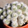 Echinocereus_nivosus